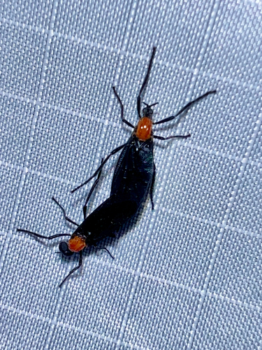 Unknown species found near Lake Wales Ridge Wildlife and Environmental Area Trail, Lake Placid, FL, US