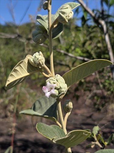 Argyreia osyrensis observed 2025-10-21