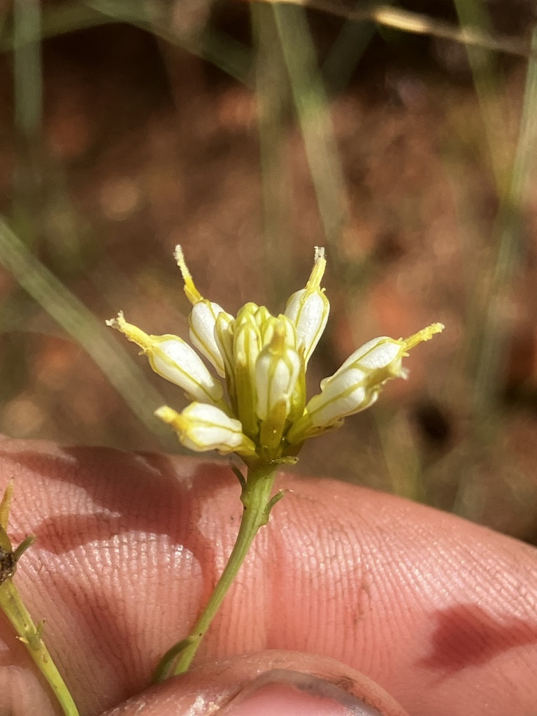 Diodontium