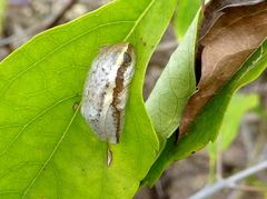 Heterixalus betsileo