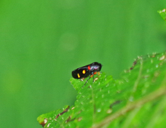 Schildola opaca