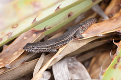 Liolaemus fuscus