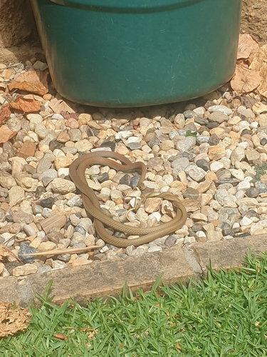 Yellow-faced Whipsnake sighting