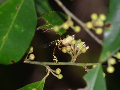 Eustenogaster micans