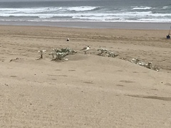 Charadrius marginatus arenaceus