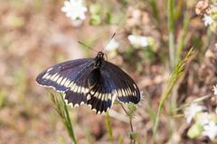 Battus polydamas psittacus