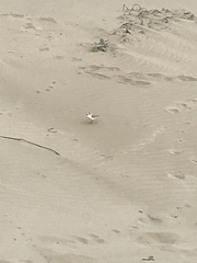 Charadrius marginatus arenaceus