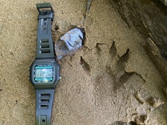 Lontra longicaudis