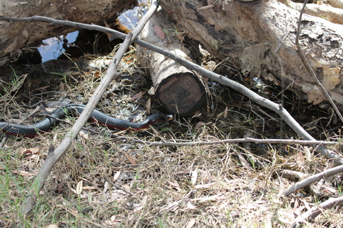 Red-bellied Black Snake sighting