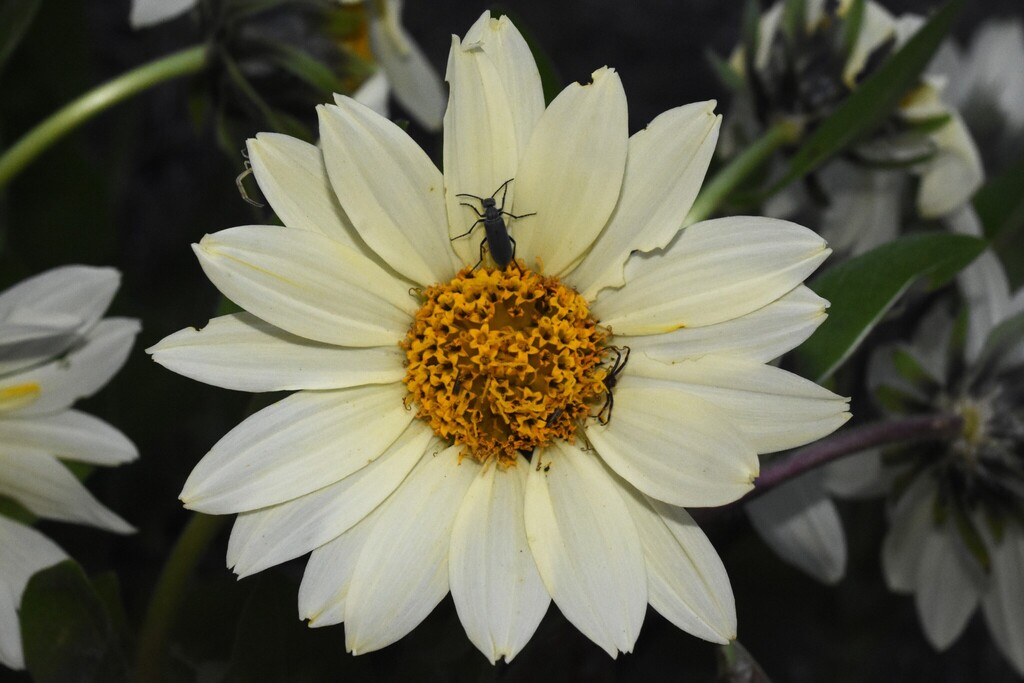 Wyethia helianthoides; photograph (c) Gabriel Campbell-Martinez, some rights reserved (CC BY)