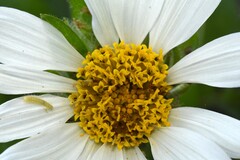 (c) Gabriel Campbell-Martinez, some rights reserved (CC BY) Wyethia helianthoides, photograph (c) Gabriel Campbell-Martinez, some rights reserved (CC BY)