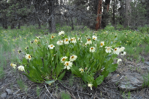 Wyethia helianthoides, photograph 4