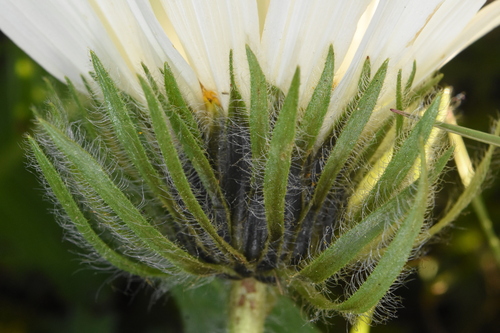 Wyethia helianthoides, photograph 6
