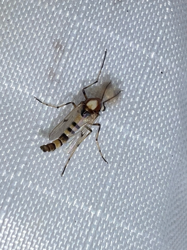 Unknown species found near Lake Wales Ridge Wildlife and Environmental Area Trail, Lake Placid, FL, US