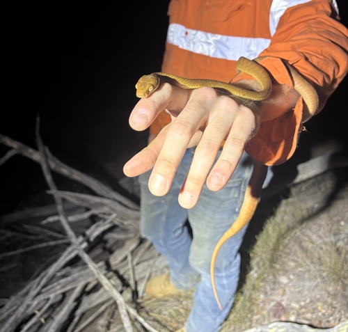 Brown Tree Snake sighting