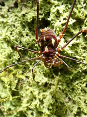 Cranaidae