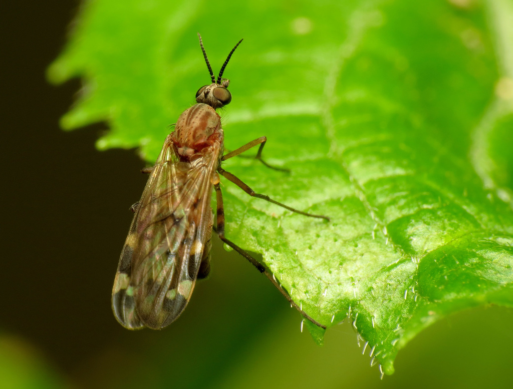 Sylvicola alternatus