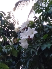 Beaumontia grandiflora