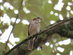 Zonotrichia capensis