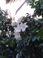 Beaumontia grandiflora