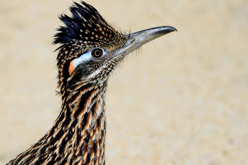 iNaturalist observation photo of Greater Roadrunner