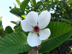 Dillenia philippinensis