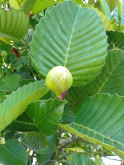 Dillenia philippinensis