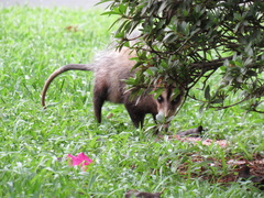 Didelphis aurita