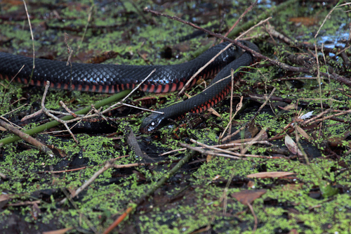 Red-bellied Black Snake sighting