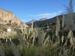 Cortaderia rudiuscula
