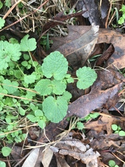 Lamium amplexicaule