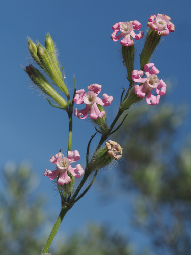 Representative image of Silene bellidifolia