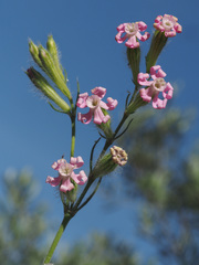 Silene bellidifolia