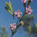 Silene bellidifolia - Photo (c) Felix Riegel,  זכויות יוצרים חלקיות (CC BY-NC), הועלה על ידי Felix Riegel