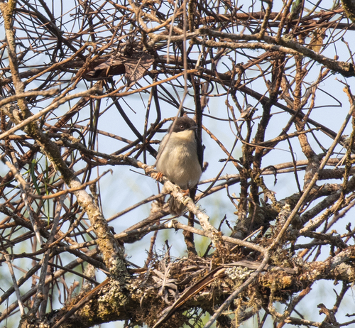 Black-headed Apalis (Apalis melanocephala), photo 2