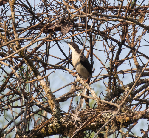 Black-headed Apalis (Apalis melanocephala), photo 6