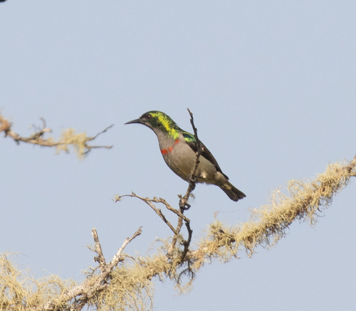 Banded Green Sunbird (Anthreptes rubritorques)