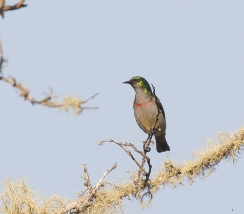 Banded Green Sunbird (Anthreptes rubritorques), photo 2