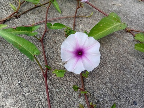 Water Morning Glory