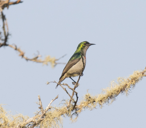Banded Green Sunbird (Anthreptes rubritorques), photo 7