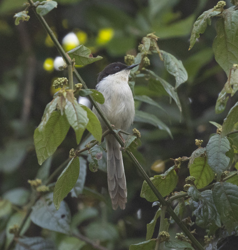 Black-headed Apalis (Apalis melanocephala), photo 9