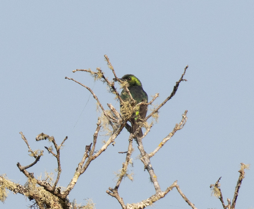 Klaas's Cuckoo (Chrysococcyx klaas), photo 8