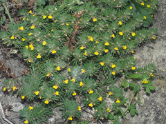 Ajuga chamaepitys chia