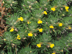 Ajuga chamaepitys chia