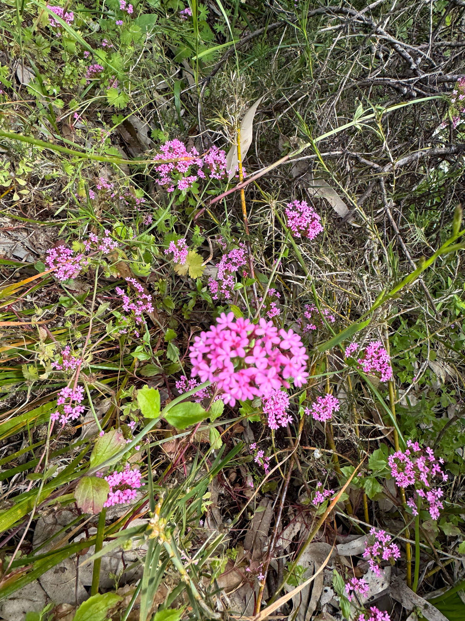 Pretty Betsy (Centranthus macrosiphon)