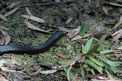 Red-bellied Black Snake sighting