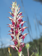Anacamptis coriophora fragrans
