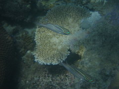 Scolopsis trilineata