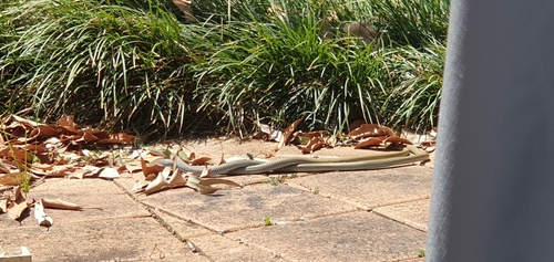 Yellow-faced Whipsnake sighting
