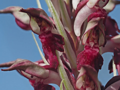 Anacamptis coriophora fragrans